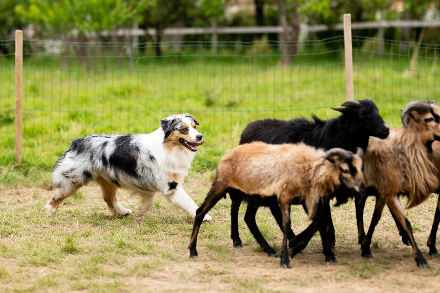 Union jacques Du Tipi Farfelu