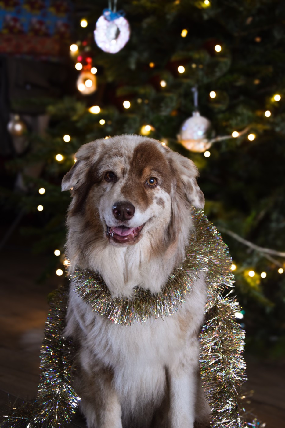 Roz Liammet - Voeux 2025