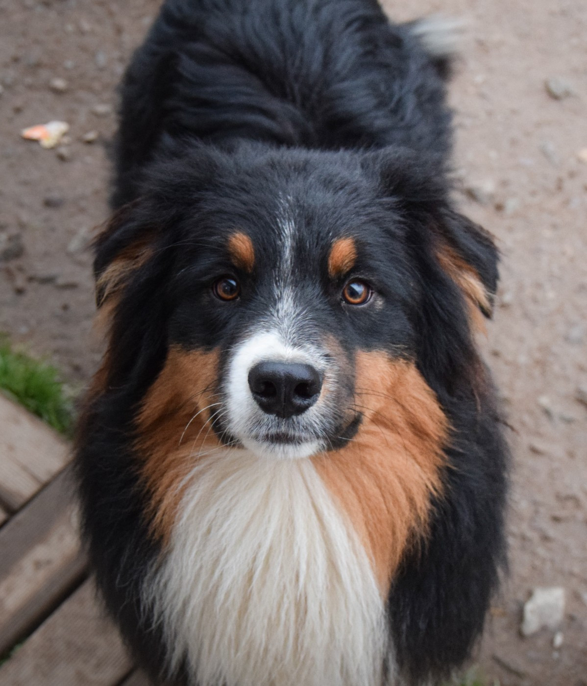 Roz Liammet - Chiots disponibles - Berger Australien