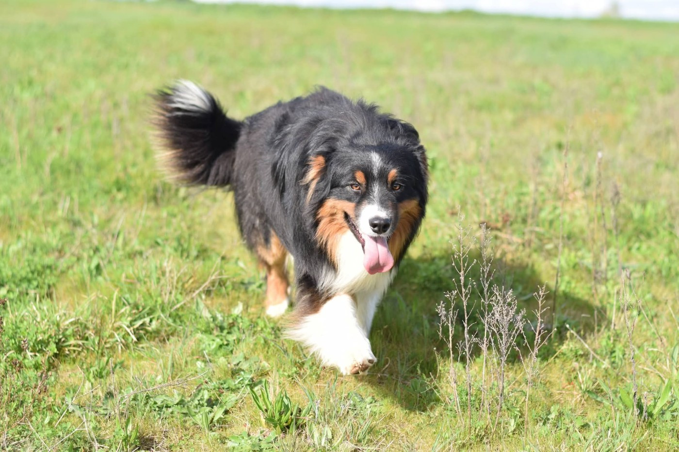 Roz Liammet - Chiots disponibles - Berger Australien