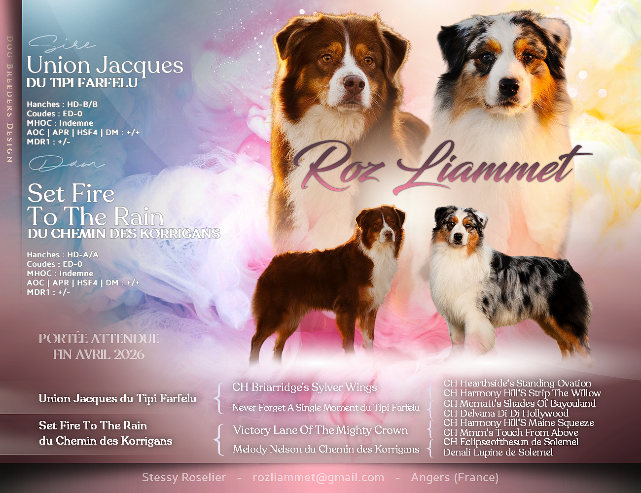 Chiot Berger Australien Roz Liammet