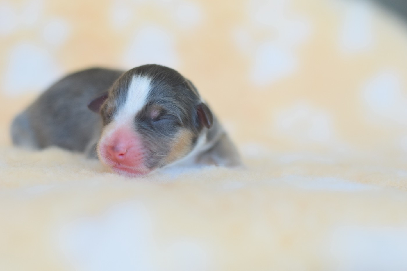 Roz Liammet - Chiots disponibles - Berger Australien