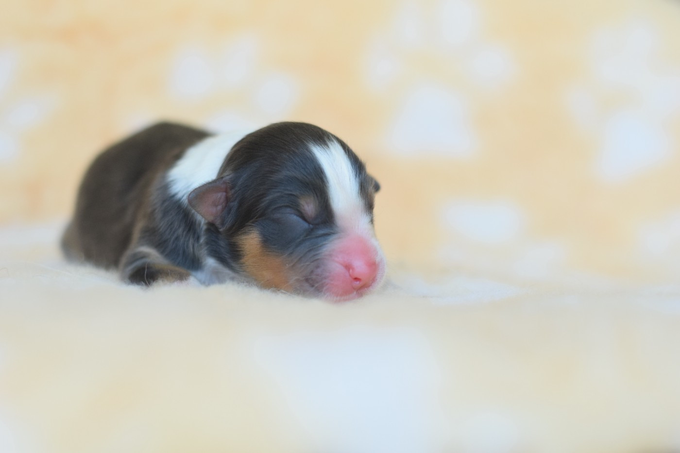 Roz Liammet - Chiots disponibles - Berger Australien