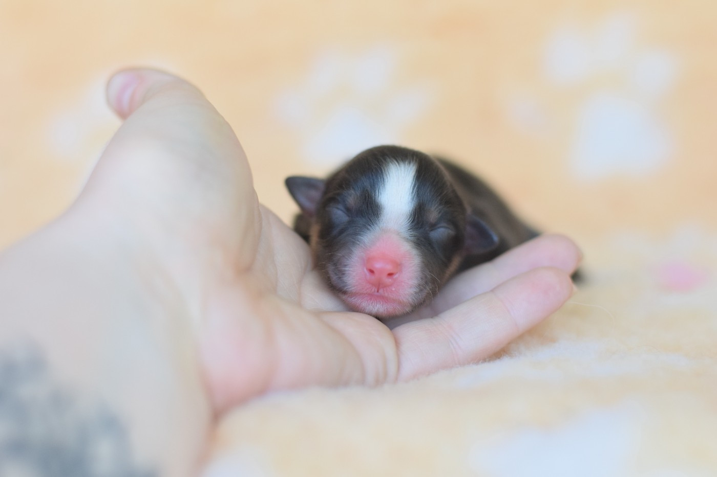 Roz Liammet - Chiots disponibles - Berger Australien