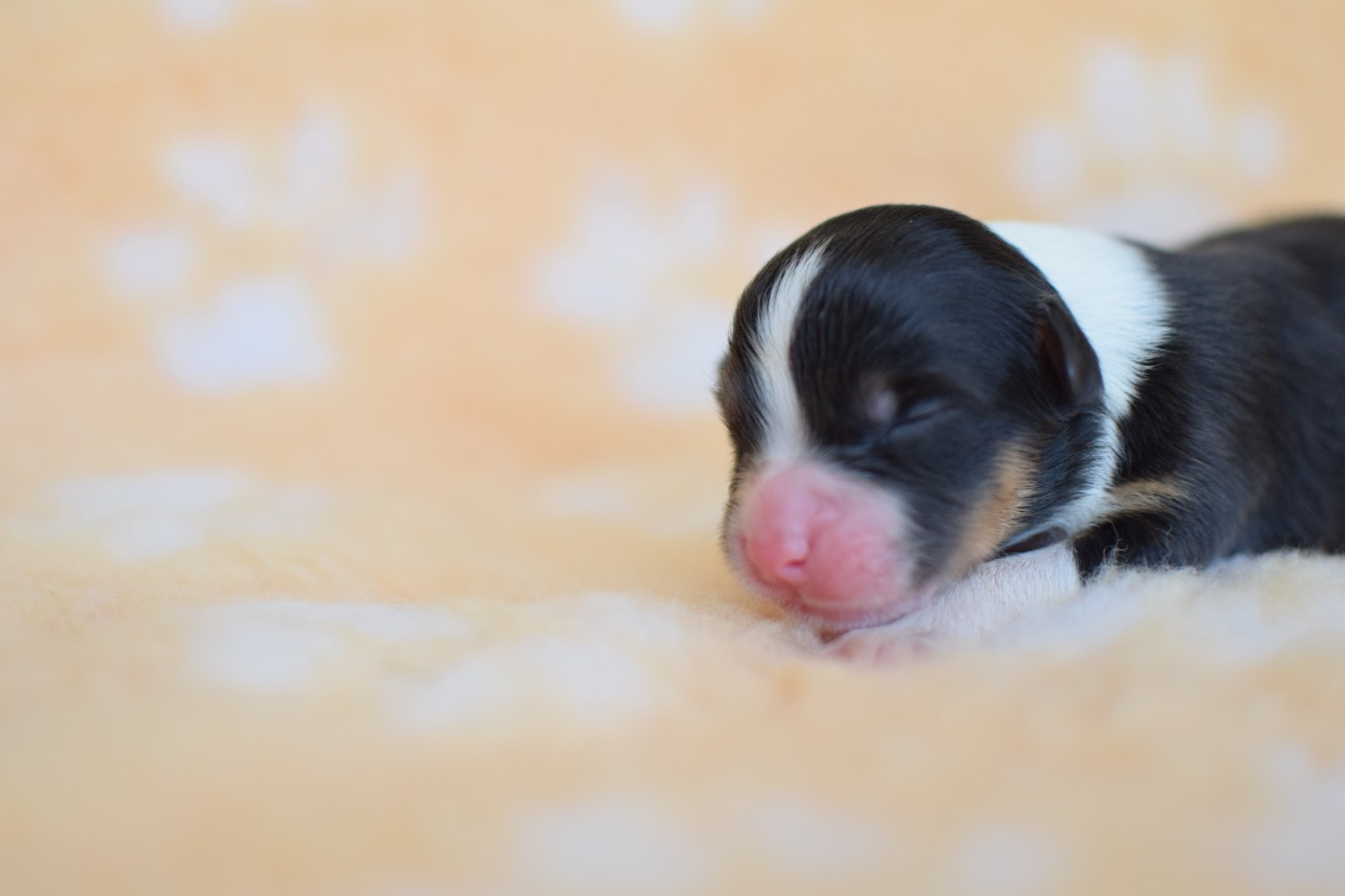 Roz Liammet - Chiots disponibles - Berger Australien