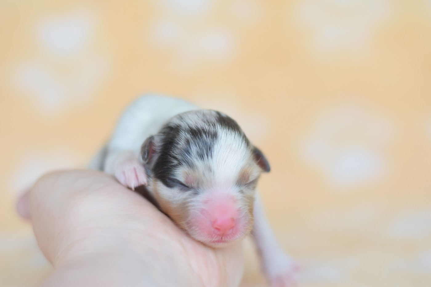 Roz Liammet - Chiots disponibles - Berger Australien