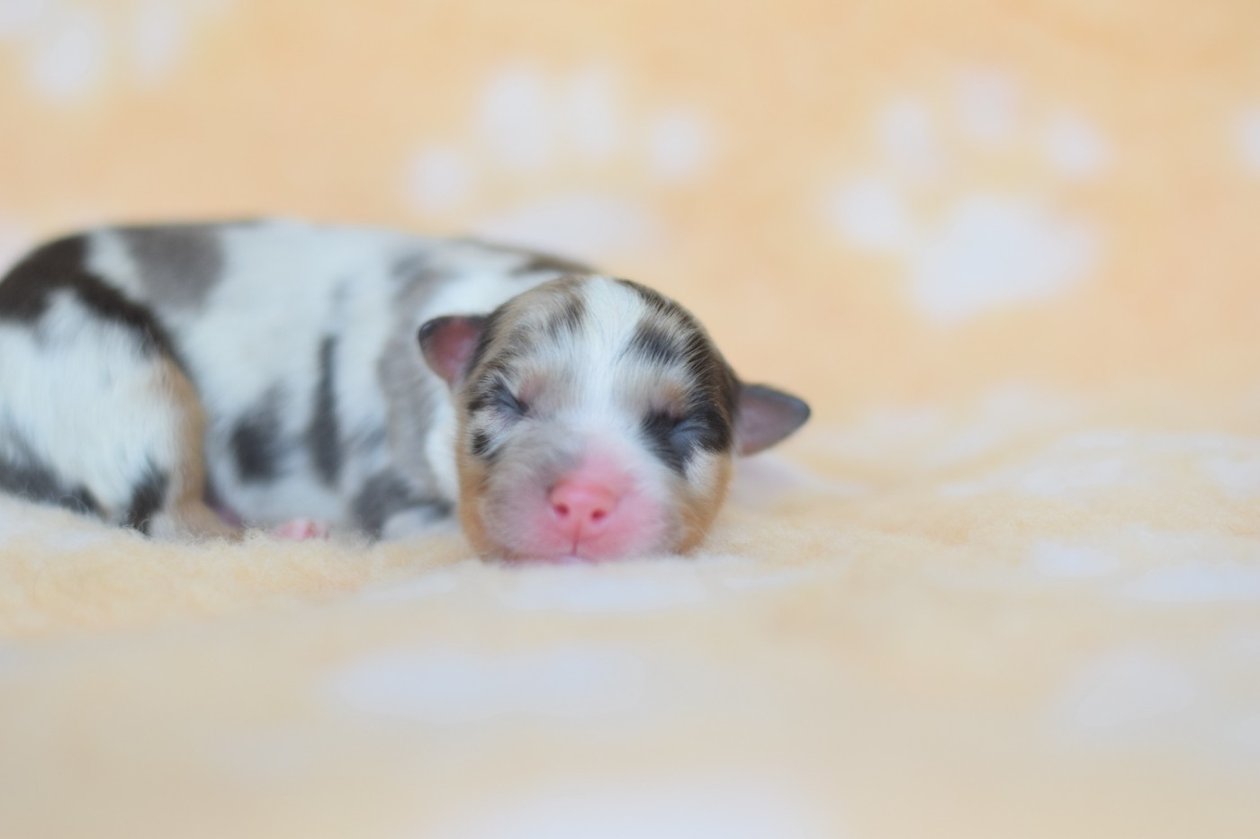 Roz Liammet - Chiots disponibles - Berger Australien