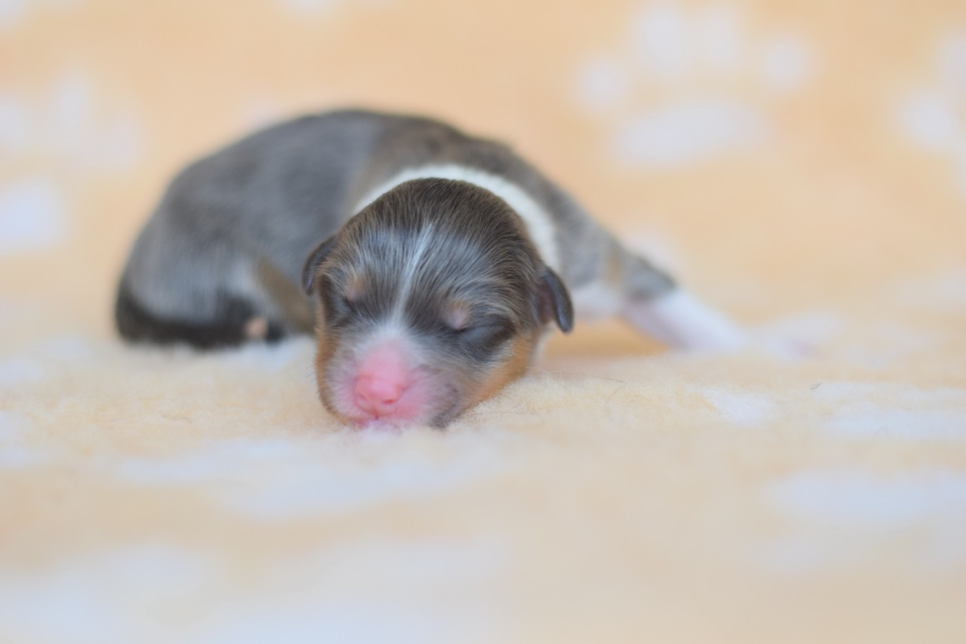 Roz Liammet - Chiots disponibles - Berger Australien