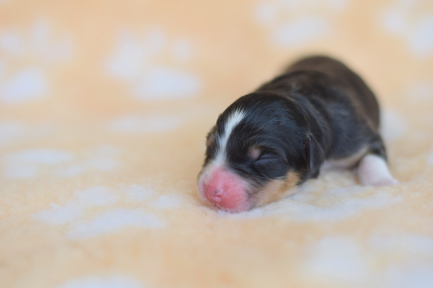 Roz Liammet - Chiots disponibles - Berger Australien