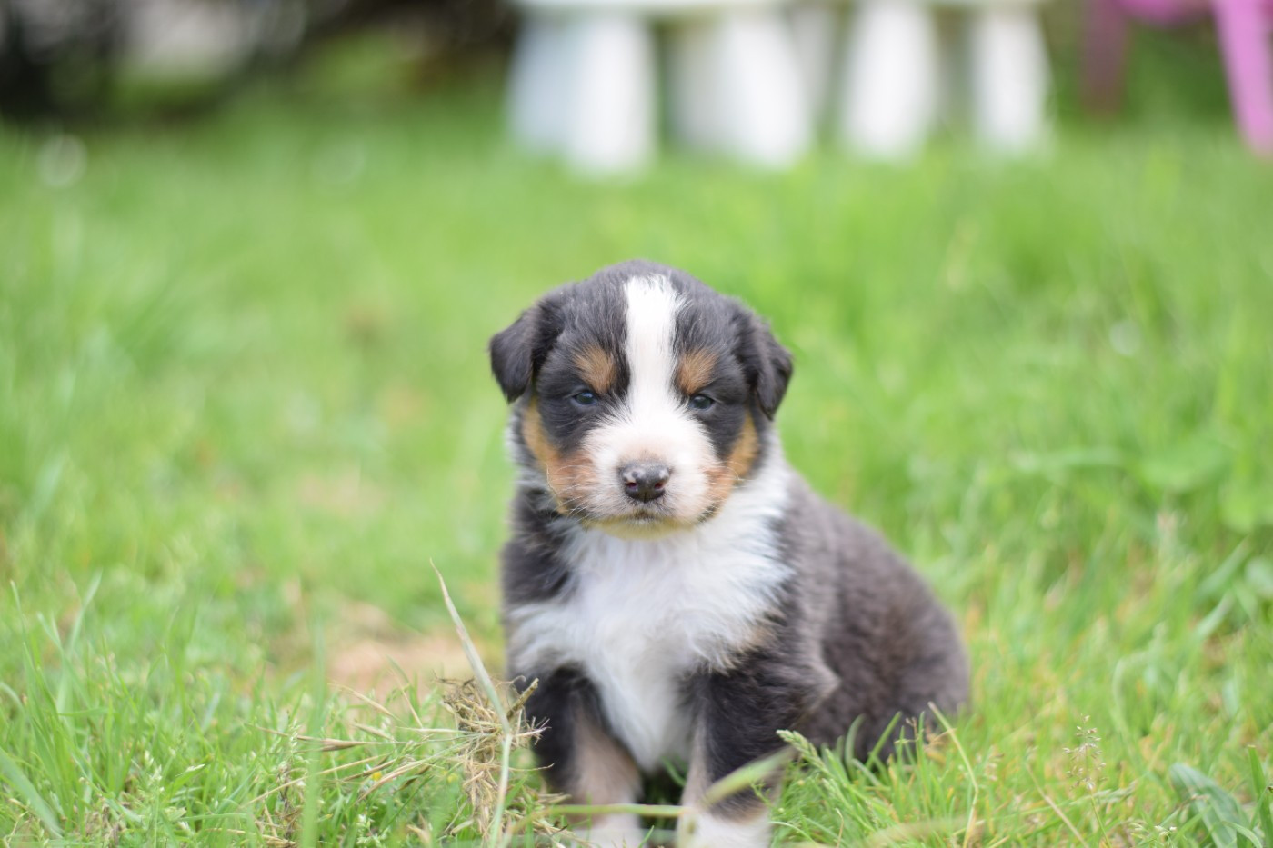 Roz Liammet - Chiots disponibles - Berger Australien