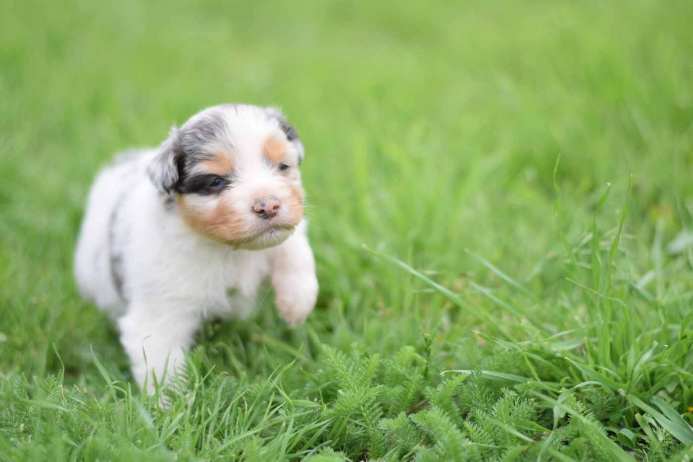 Roz Liammet - Chiots disponibles - Berger Australien