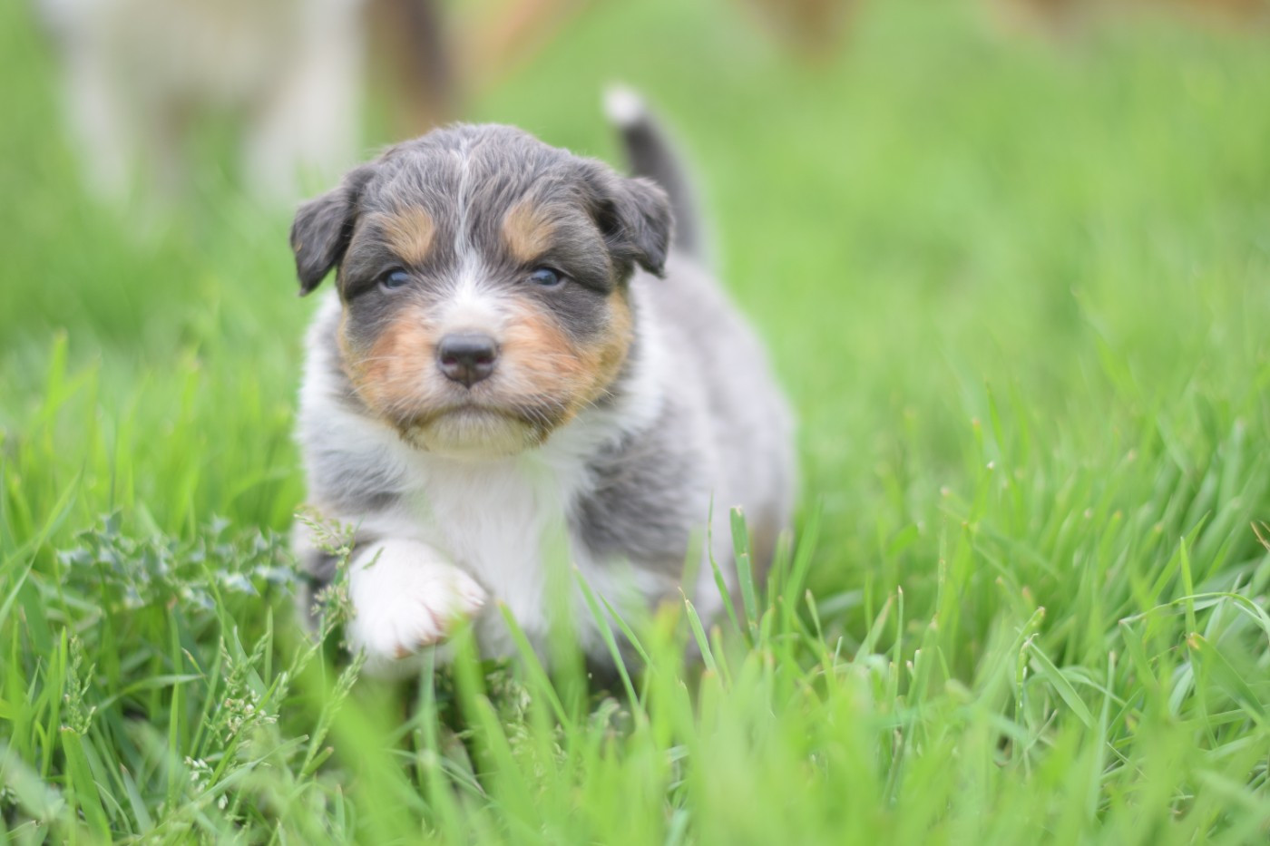Roz Liammet - Chiots disponibles - Berger Australien