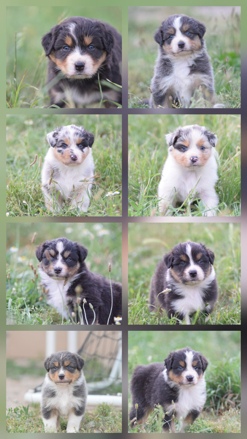 Chiot Berger Australien Roz Liammet