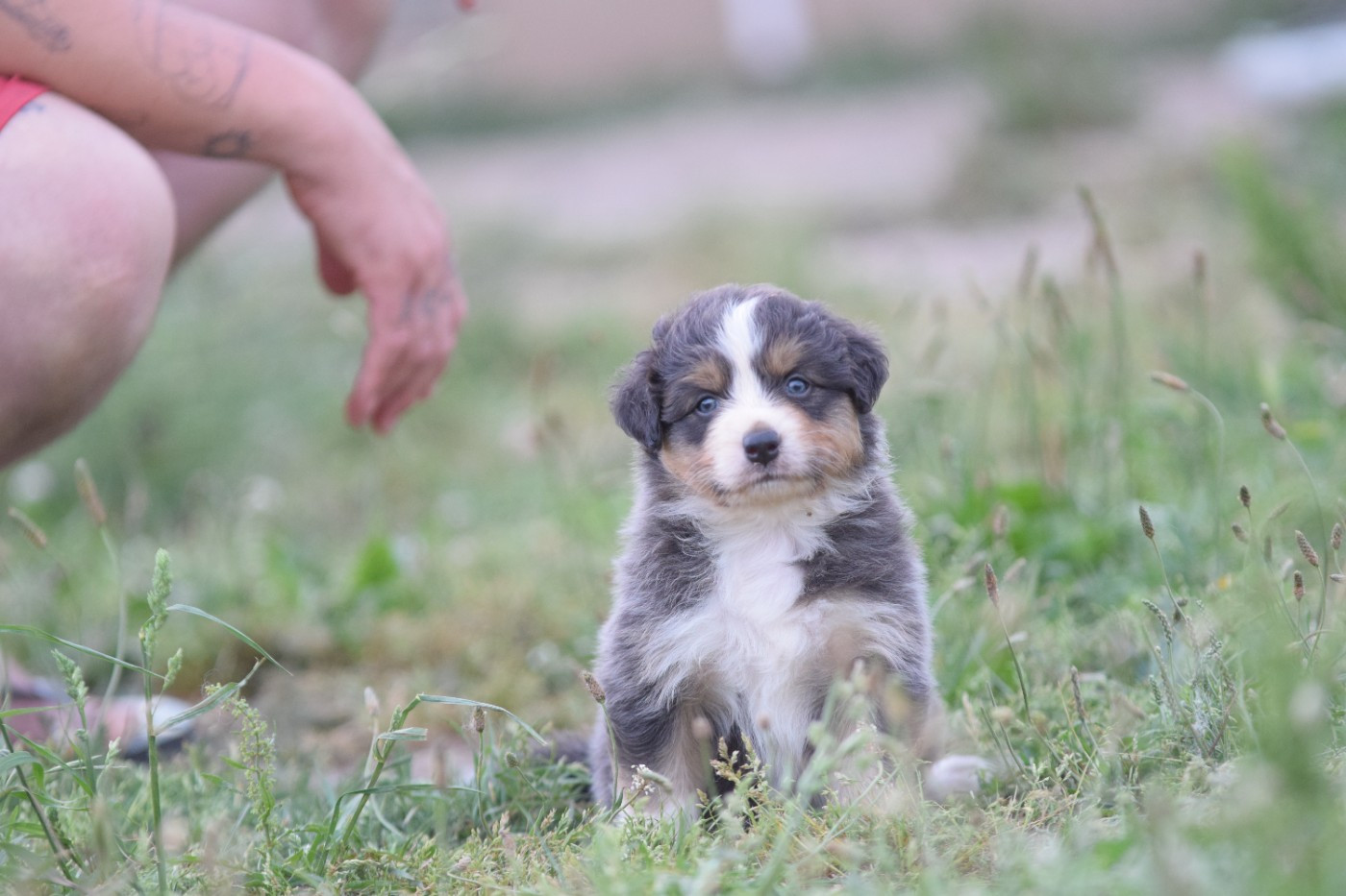 Roz Liammet - Chiots disponibles - Berger Australien
