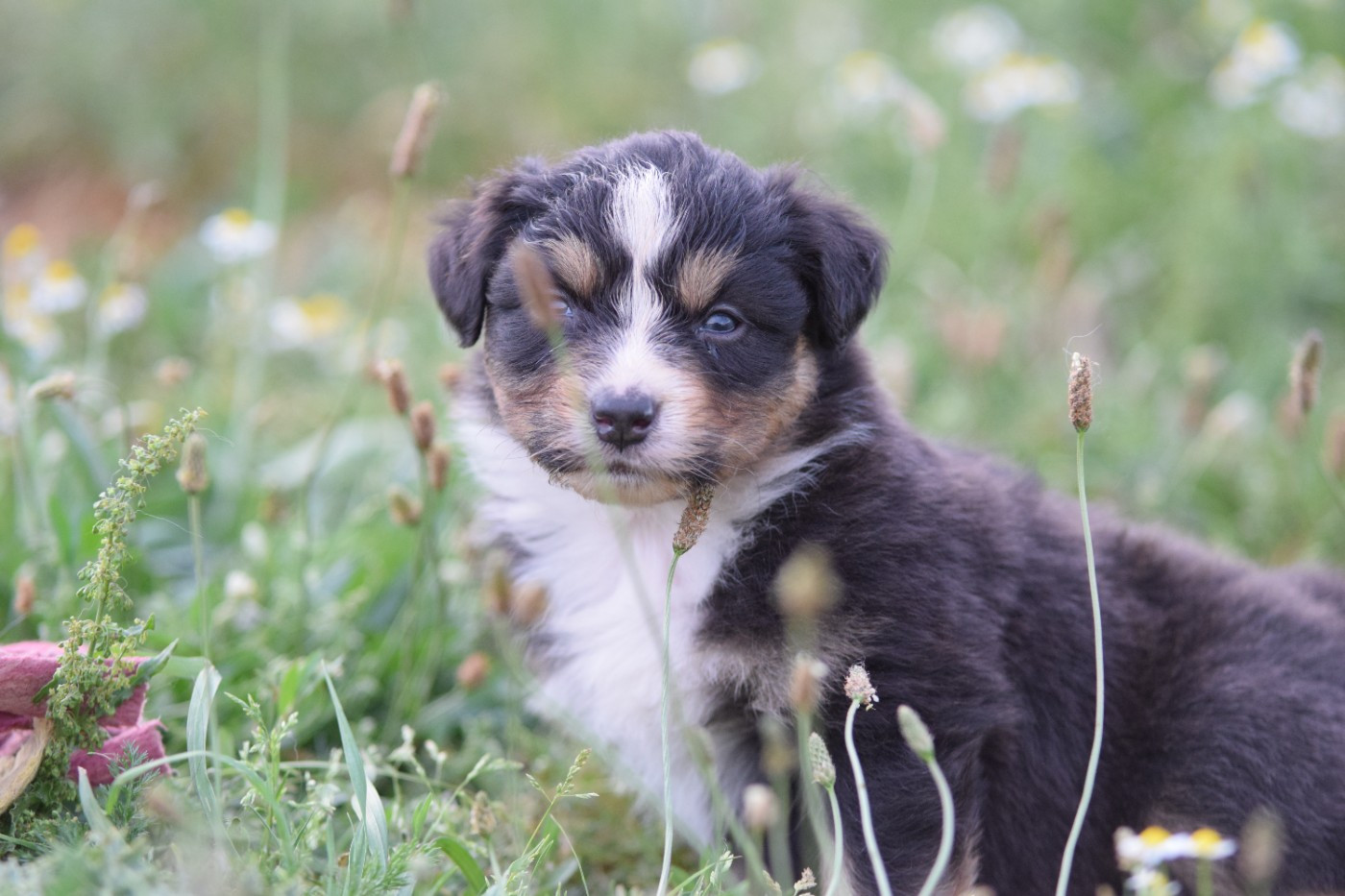 Roz Liammet - Chiots disponibles - Berger Australien