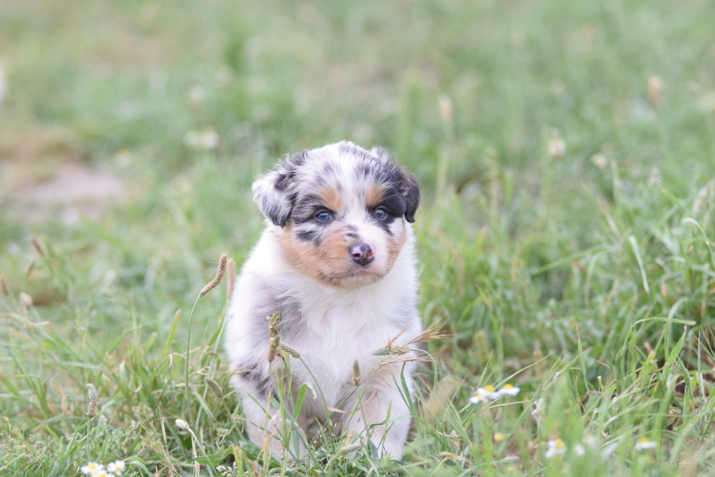 Roz Liammet - Chiots disponibles - Berger Australien