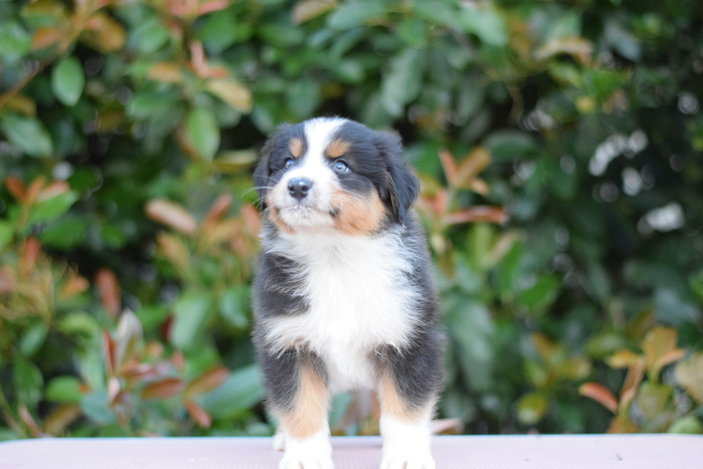 Roz Liammet - Chiots disponibles - Berger Australien