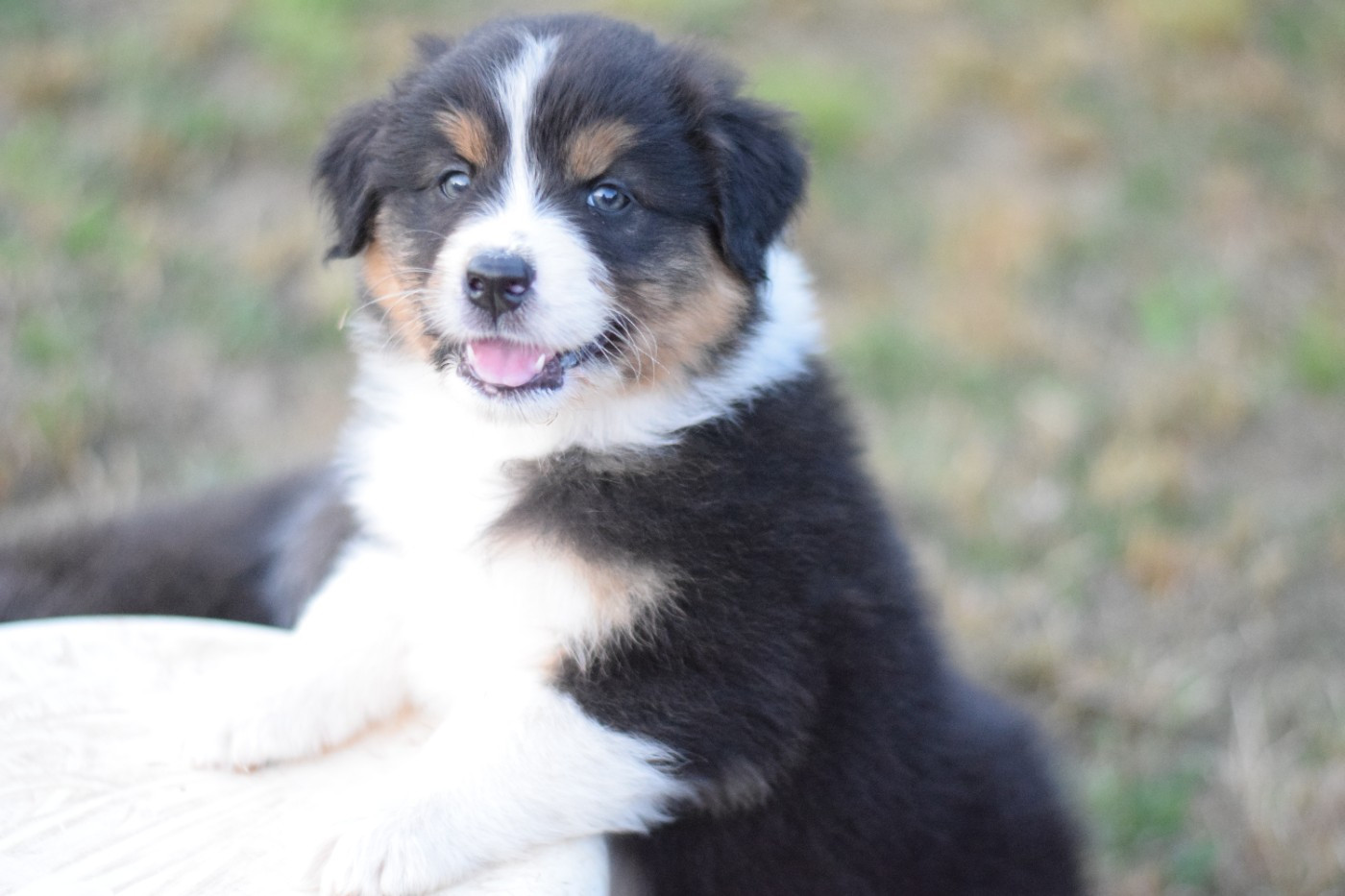 Roz Liammet - Chiots disponibles - Berger Australien