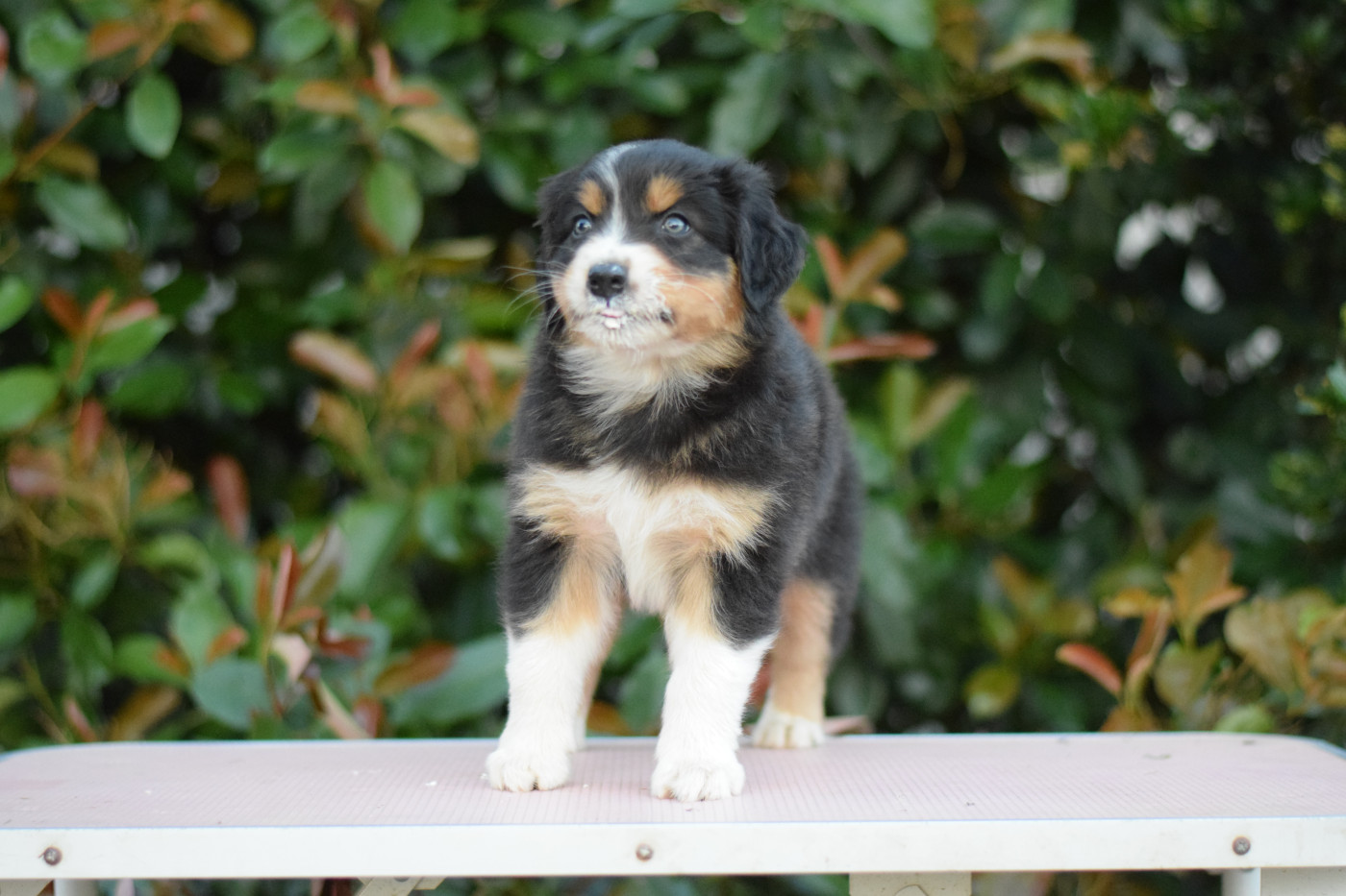 Roz Liammet - Chiots disponibles - Berger Australien