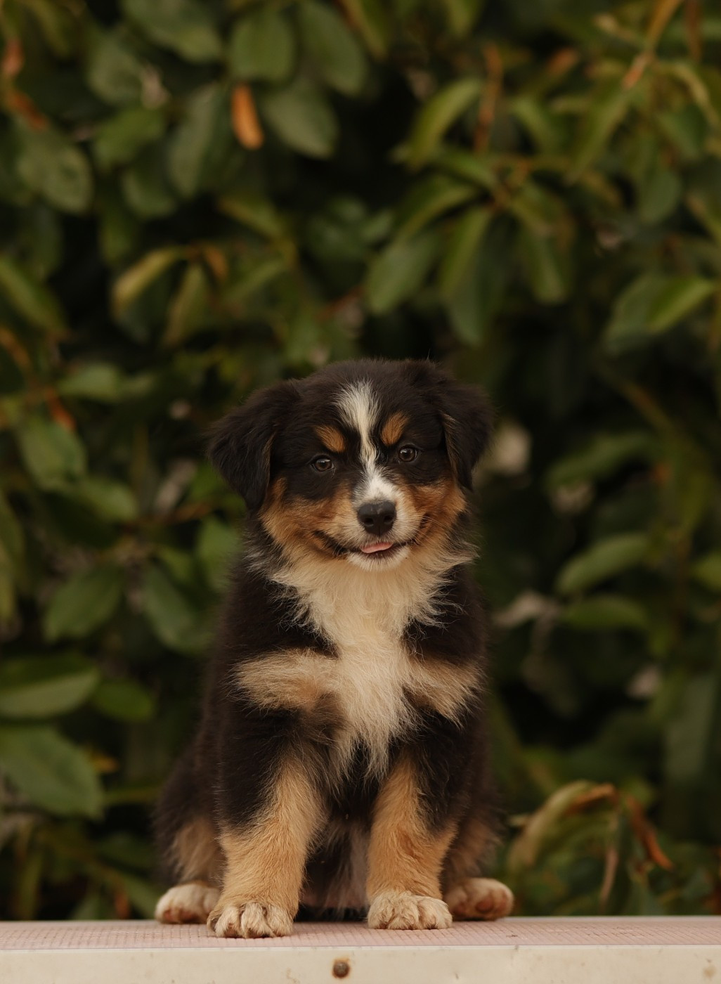 Roz Liammet - Chiots disponibles - Berger Australien