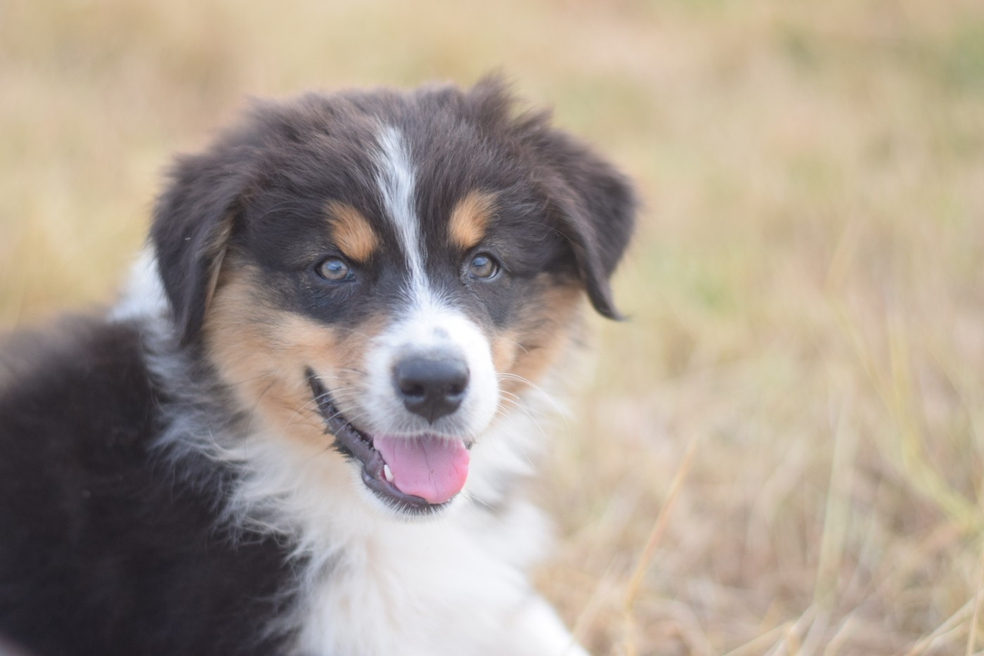 Roz Liammet - Chiots disponibles - Berger Australien