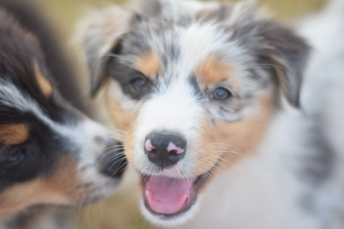 Roz Liammet - Chiots disponibles - Berger Australien