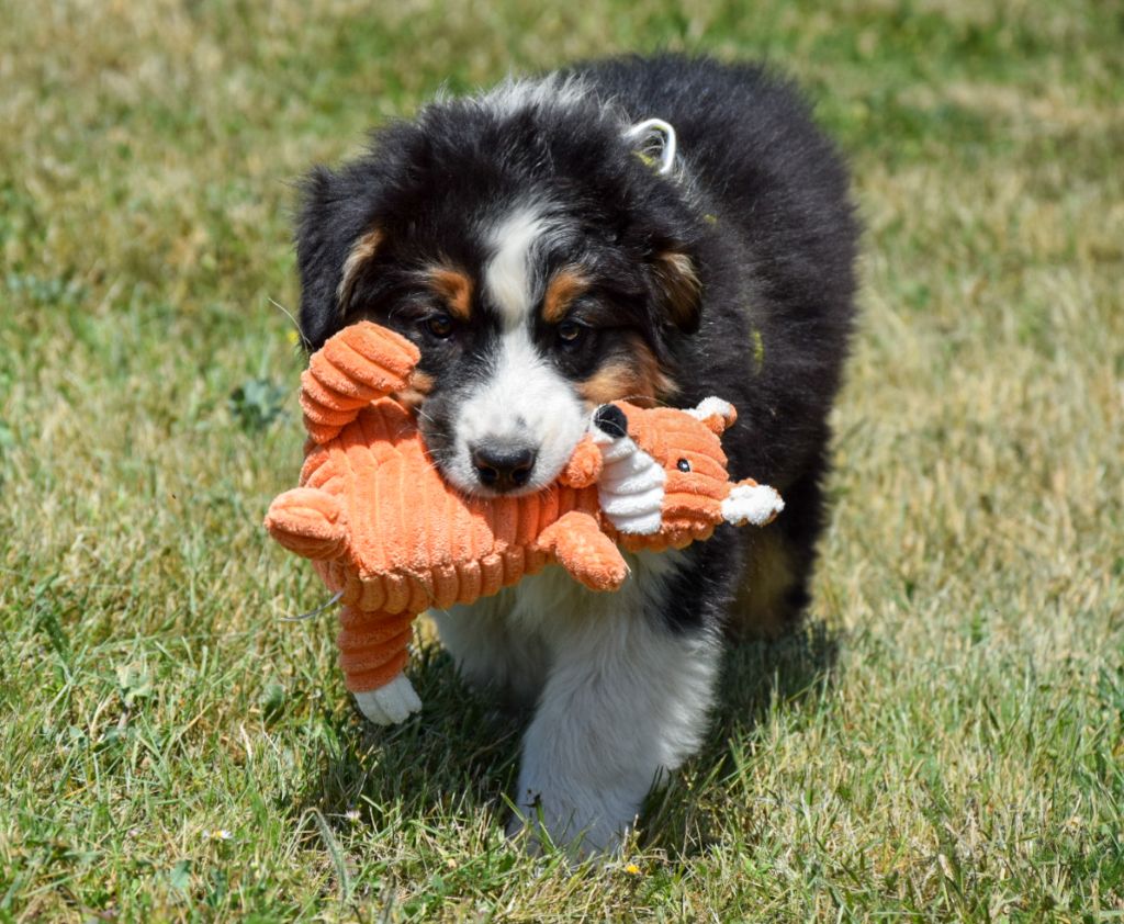 Chiot Berger Australien Roz Liammet