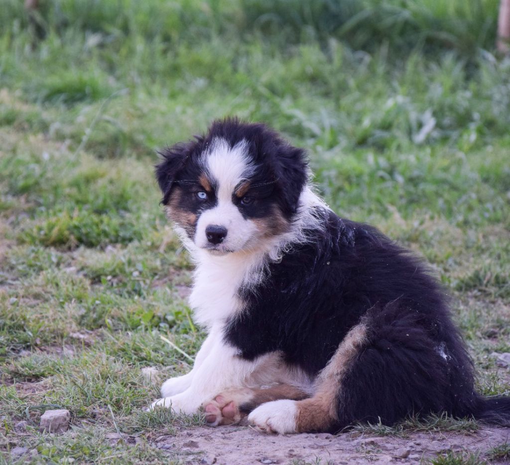 Roz Liammet - Chiots disponibles - Berger Australien