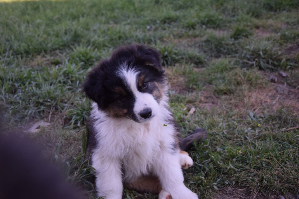 Roz Liammet - Chiots disponibles - Berger Australien