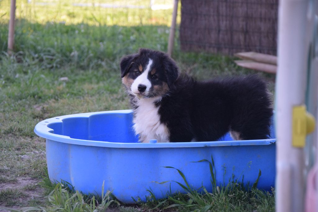 Roz Liammet - Chiots disponibles - Berger Australien