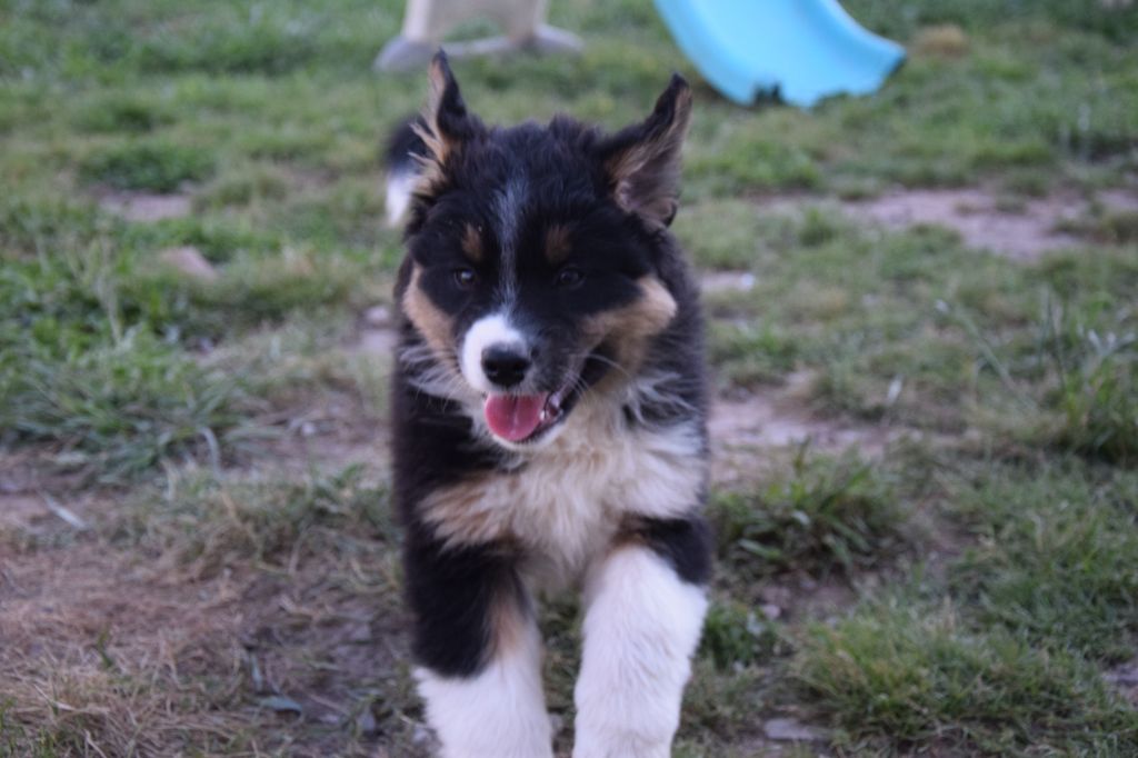 Roz Liammet - Chiots disponibles - Berger Australien