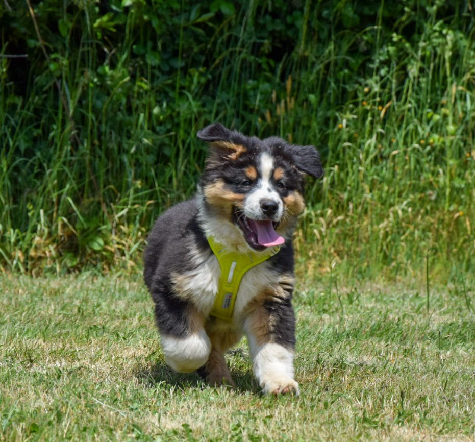 Roz Liammet - Chiots disponibles - Berger Australien