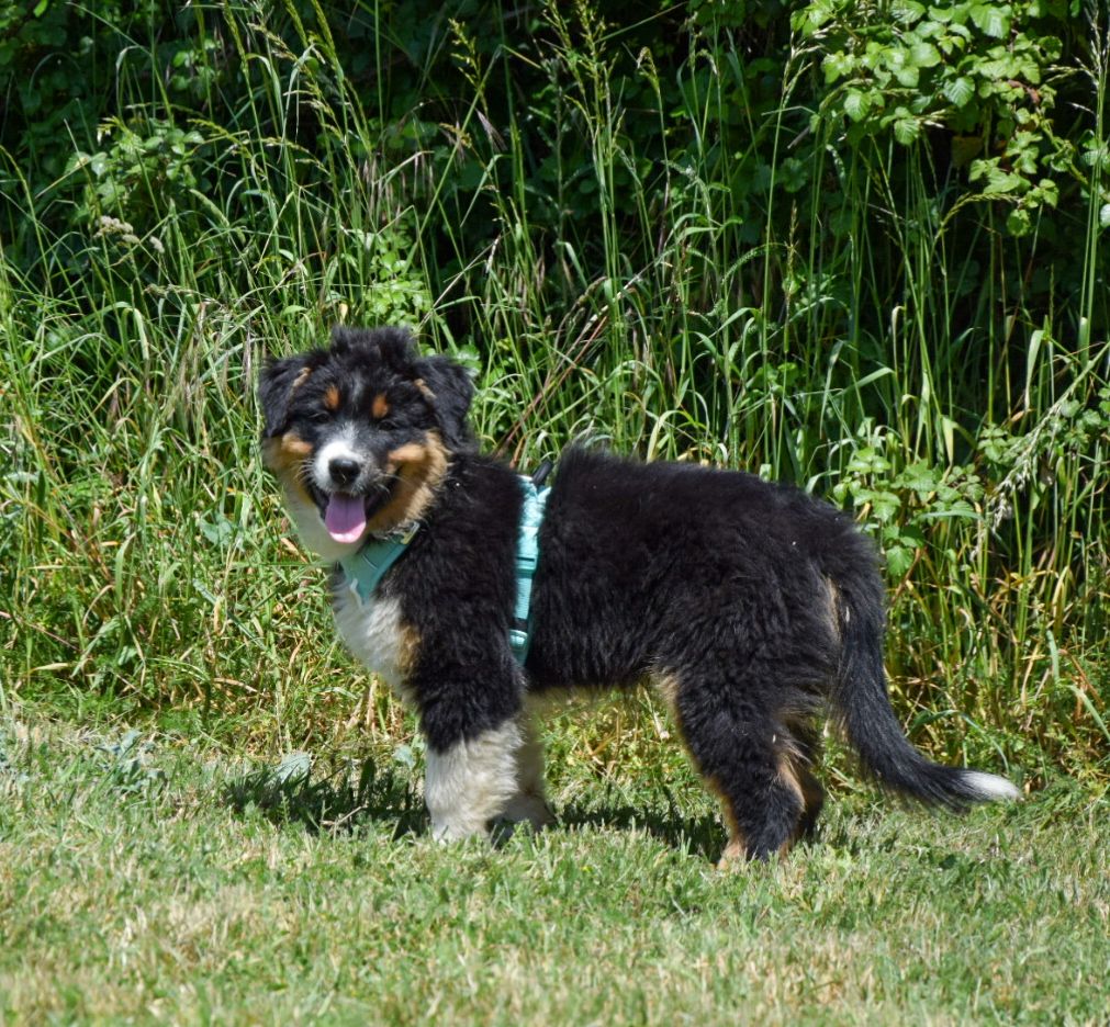 Roz Liammet - Chiots disponibles - Berger Australien