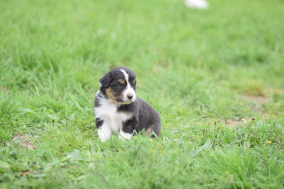 CHIOT 4