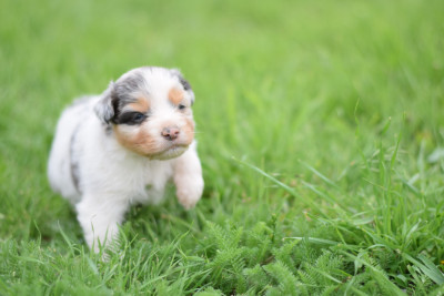 CHIOT 5