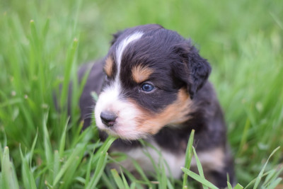 CHIOT 8