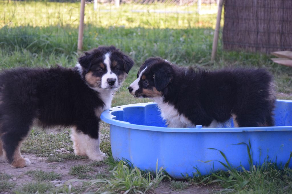 Roz Liammet - Chiots disponibles - Berger Australien
