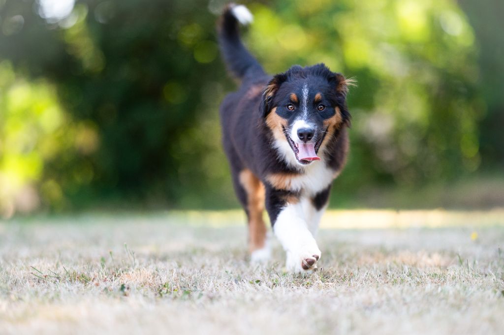 Roz Liammet - Chiots disponibles - Berger Australien