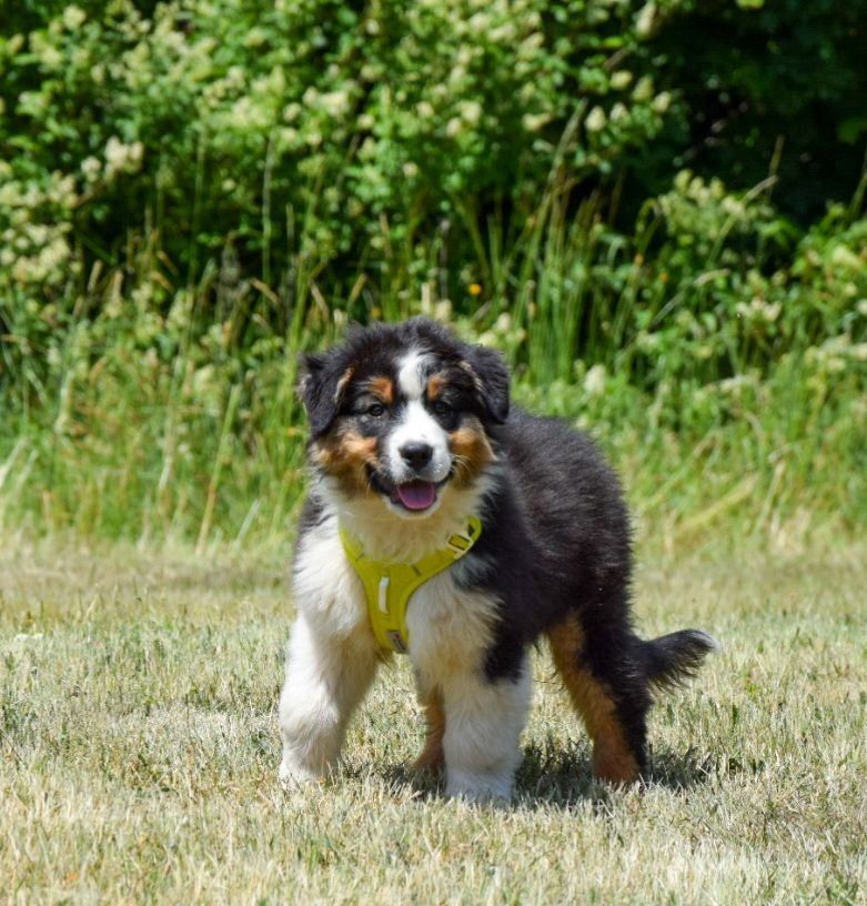 Roz Liammet - Chiots disponibles - Berger Australien
